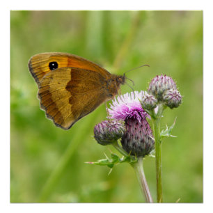 Póster Mariposa de Brown del prado