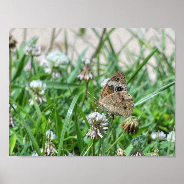 Póster Mariposa de Buckeye común (Frente)