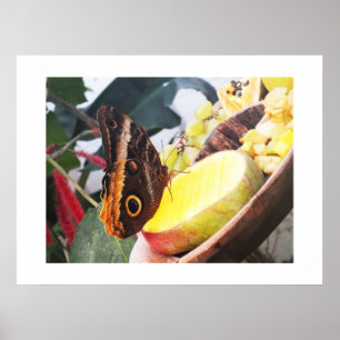 Póster Mariposa de búho