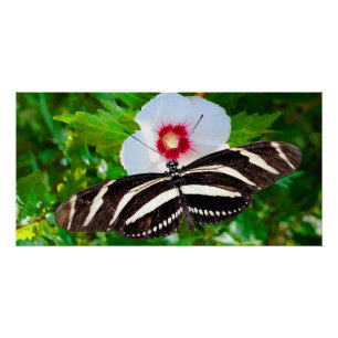 Póster Mariposa de cebra con corazón rojo hibiscus