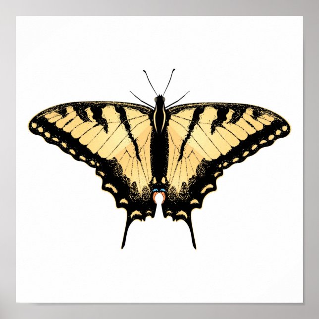Póster Mariposa de cola cruda (Frente)