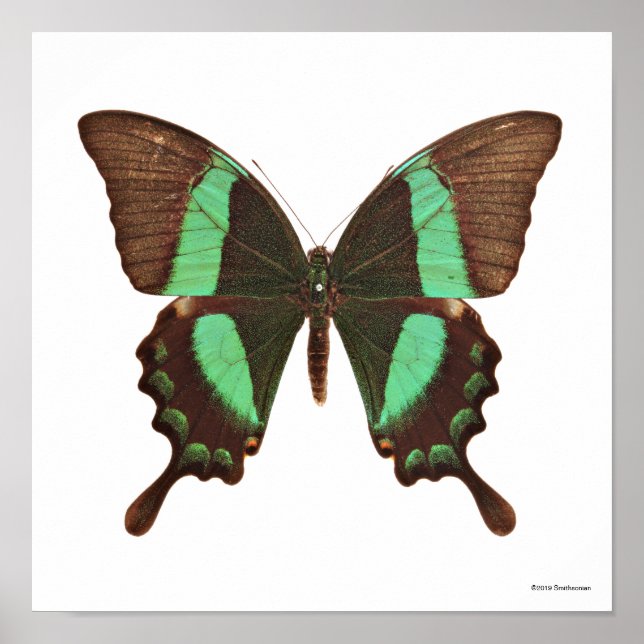 Póster Mariposa de cola cruda (Frente)