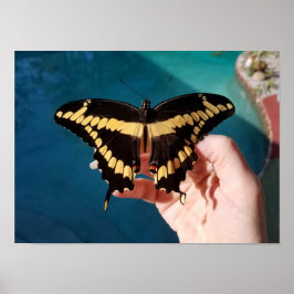 Póster Mariposa de cola cruda amarilla gigante