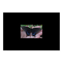 Mariposa de cola cruda negra #1