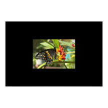 Mariposa de cola cruda negra #2