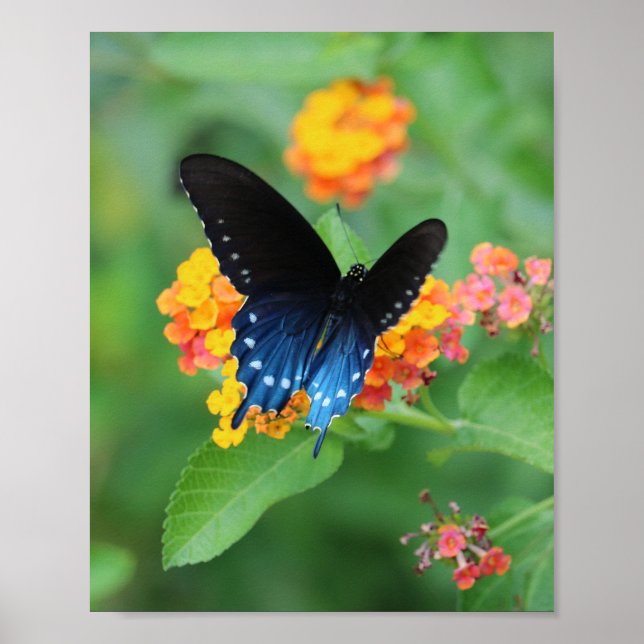 Póster Mariposa de cola cruda pipevina/azul en una flor (Frente)