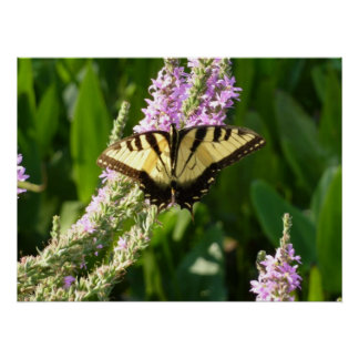 Póster Mariposa de cola cruda sobre flores silvestres mor