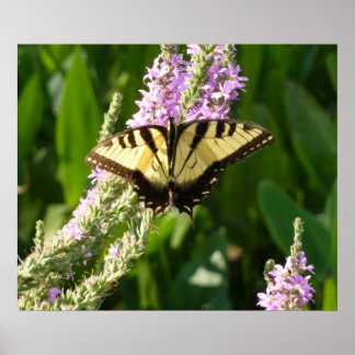 Póster Mariposa de cola cruda sobre flores silvestres mor