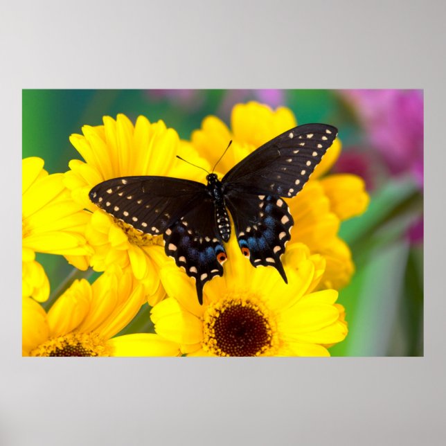 Póster Mariposa de cola de cerda negra (Frente)