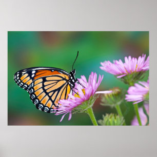 Póster Mariposa de cola de golondrina norteamericana