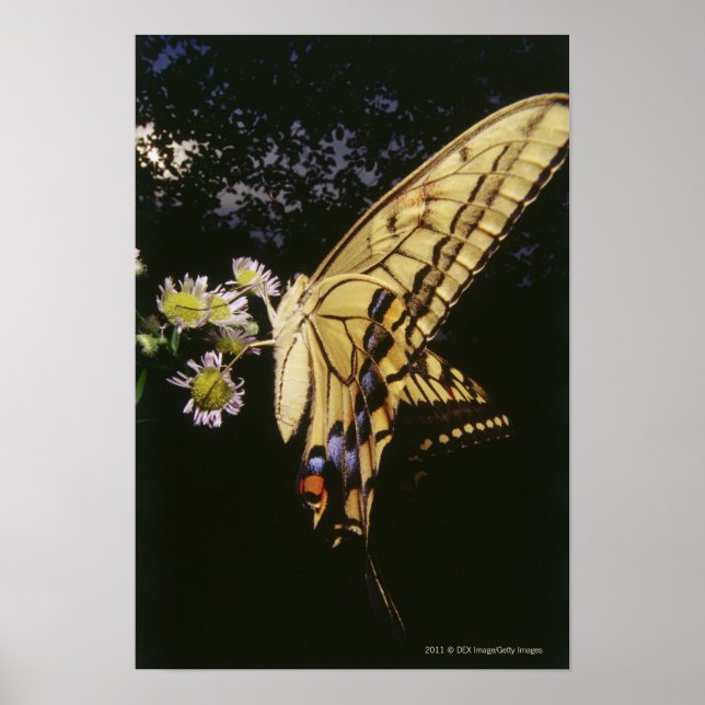 Póster Mariposa de cola torta en flor, cerrar (Frente)