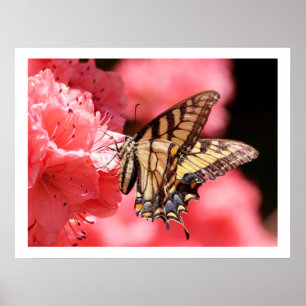 Póster Mariposa de cola torta en rosa Azalea