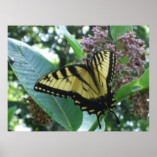Póster Mariposa de cola torta I en Milkweed en Shenandoah