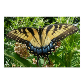 Póster Mariposa de cola torta II en Shenandoah