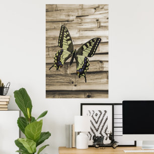 Póster Mariposa de cola tortuosa