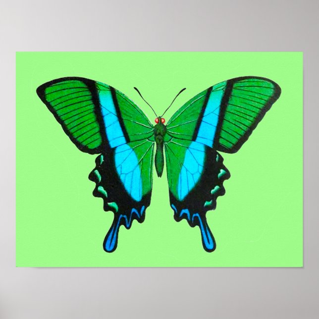 Póster Mariposa de cola tragada en verde, turquesa y negr (Frente)