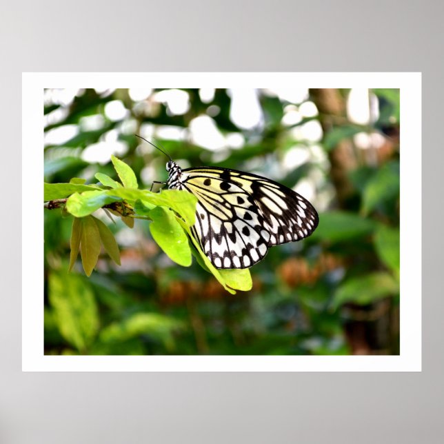 Póster Mariposa de cometa de papel (Frente)