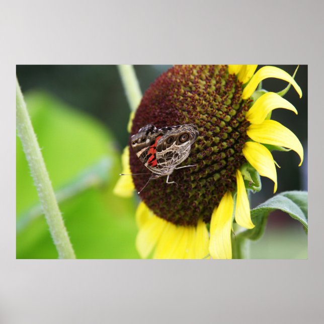 Póster Mariposa de girasol (Frente)