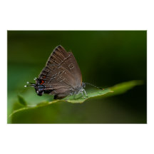 Mariposa de Hairstreak Bandida