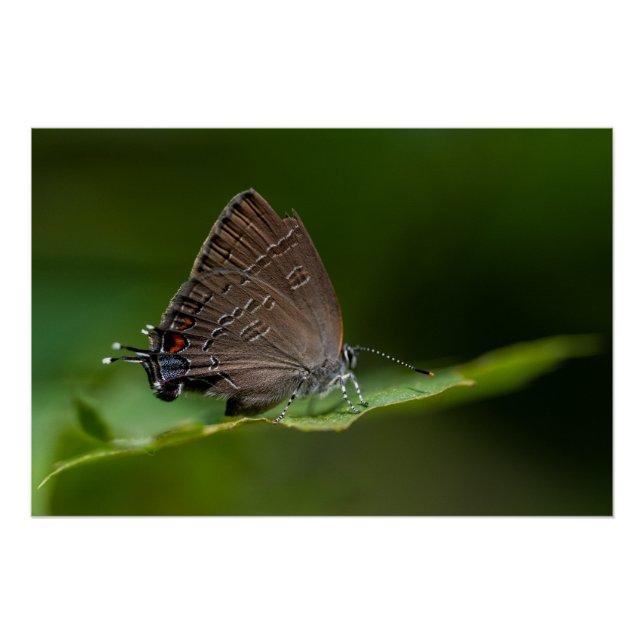 Póster Mariposa de Hairstreak Bandida (Anverso)