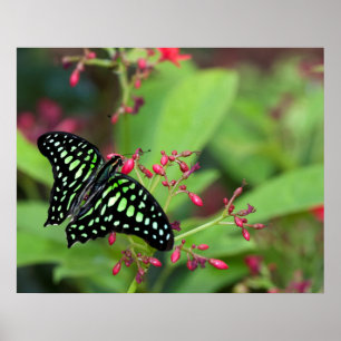 Póster Mariposa de Jay con cola