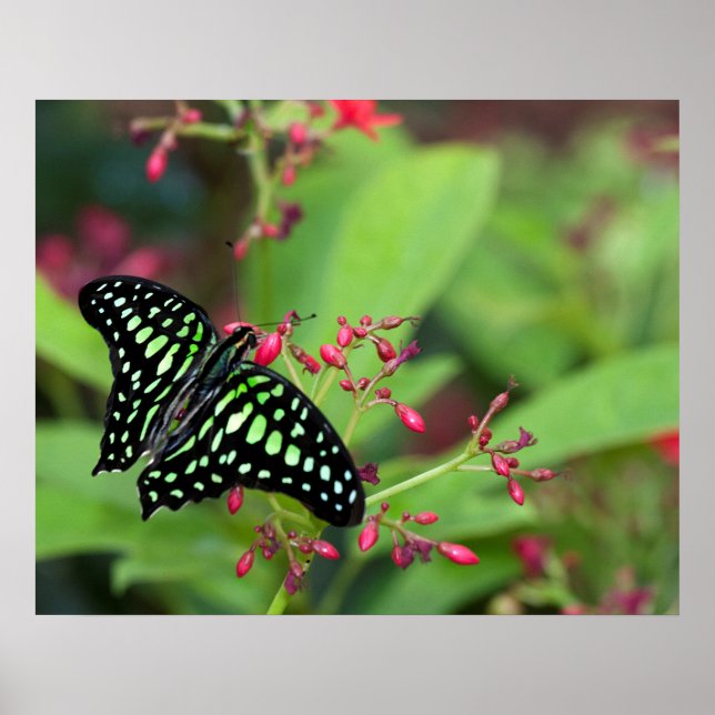 Póster Mariposa de Jay con cola (Frente)