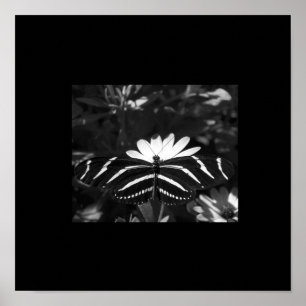 Póster Mariposa de la cebra de B&W en negro