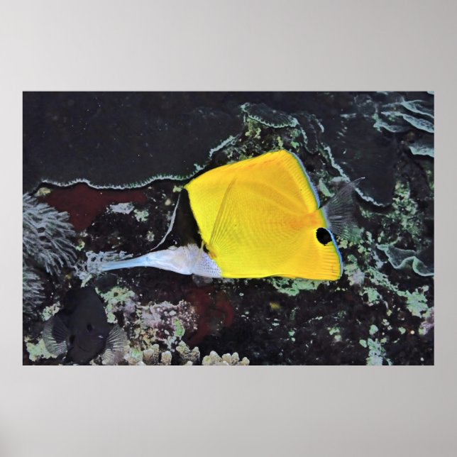 Póster Mariposa de la nariz larga (Frente)