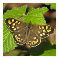 Mariposa de Madera Específica