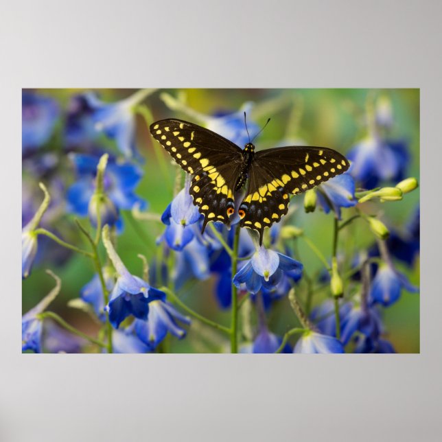 Póster Mariposa de mancha cuadriculada | Euphydryas Phaet (Frente)