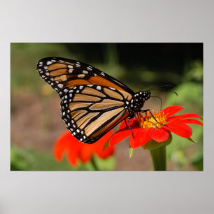 Póster Mariposa de monarca