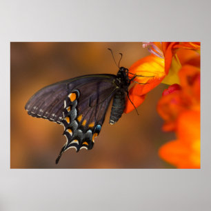 Póster Mariposa de monarca