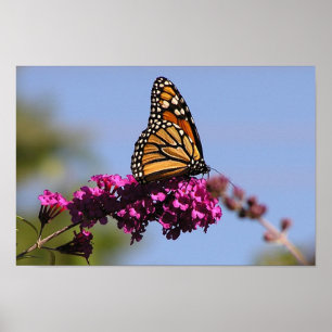 Póster Mariposa de monarca