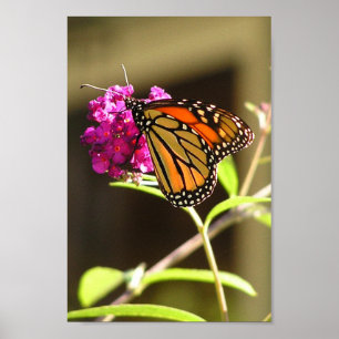 Póster Mariposa de monarca