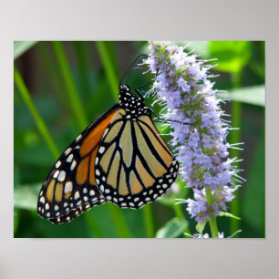 Póster Mariposa de monarca en la flor