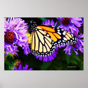 Póster Mariposa de monarca, poster del aster