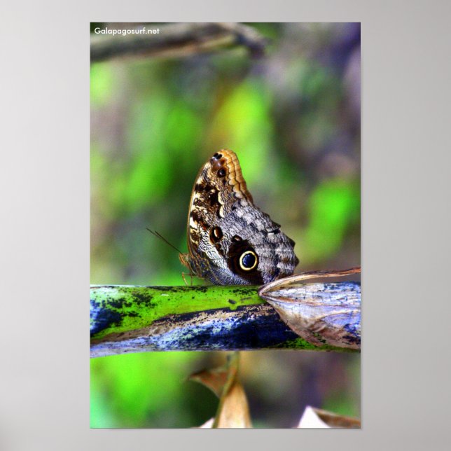 Póster Mariposa de ojos de pájaro (Frente)