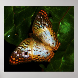 Póster mariposa de pavo real