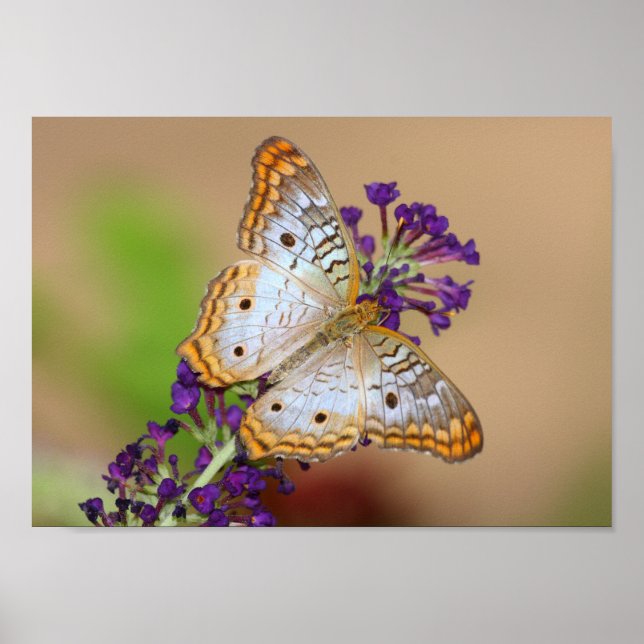 Póster Mariposa de pavo real blanca sobre flores moradas (Frente)