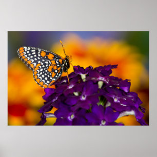 Póster Mariposa de punto de control