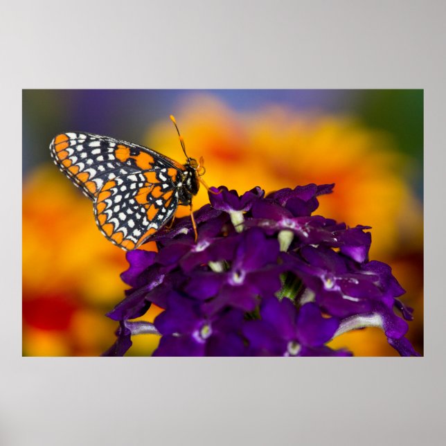 Póster Mariposa de punto de control (Frente)