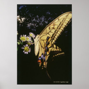 Póster Mariposa de Swallowtail en la flor, cierre para