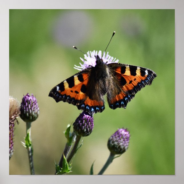 Póster Mariposa de Tortoiseshell pequeña (Frente)