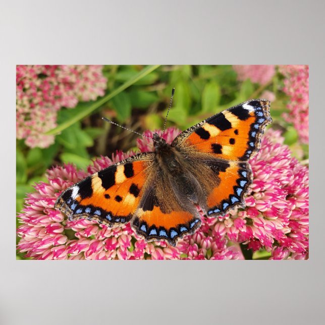 Póster Mariposa de Tortoiseshell pequeña (Frente)