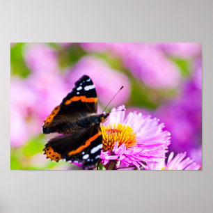 Póster Mariposa del Almirante Rojo en Poster de flores