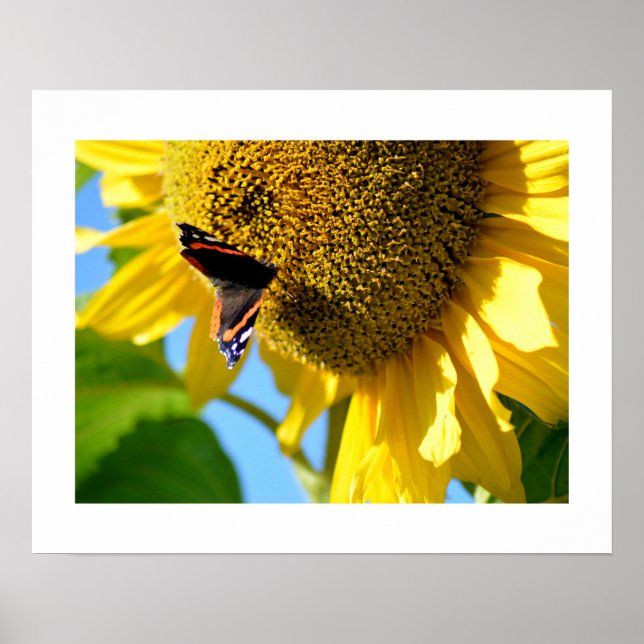 Póster Mariposa del Almirante Rojo en un girasol (Frente)