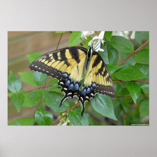 Póster Mariposa del este de Swallowtail del tigre
