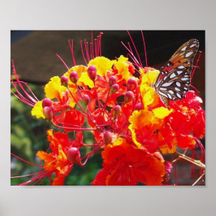 PÓSTER MARIPOSA DEL FRITILLARY DEL GOLFO