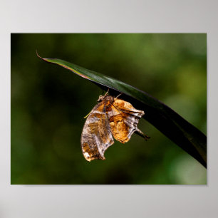 Póster Mariposa del signo de interrogación