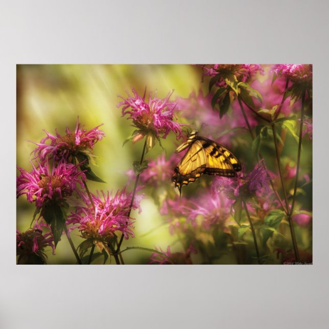 Póster Mariposa - Edad de Oro (Frente)